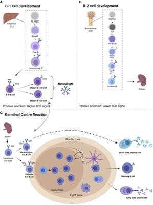 Immunoglobulin M in Health and Diseases: How Far Have We Come and What Next?